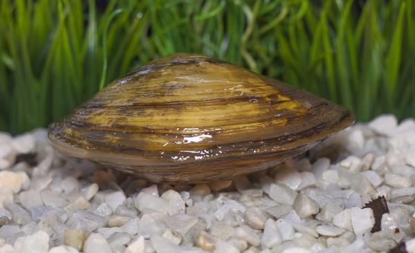 Teichmuschel