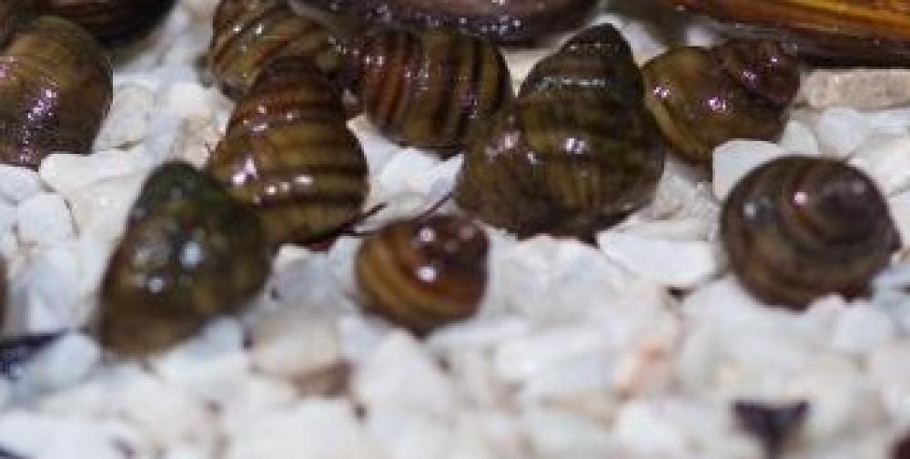 Sumpfdeckelschnecke "L"