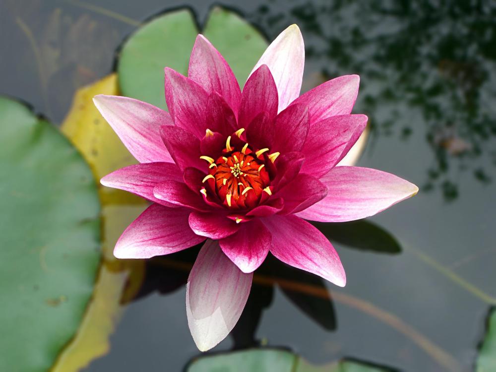 Seerose Rosa