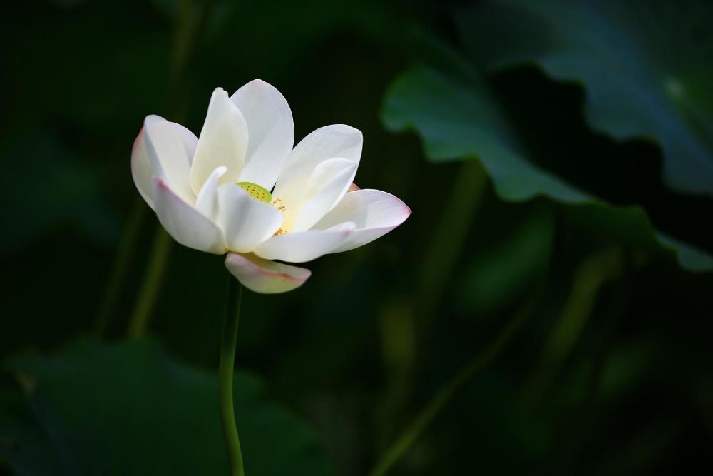 Seerose Weiß