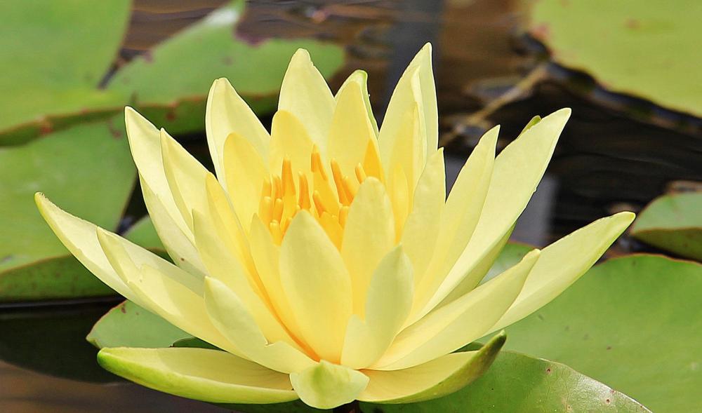 Seerose Gelb
